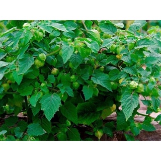Hạt Giống Trái Thù Lù Nam Mỹ - Gold (Physalis pruinosa) - Gói lớn nhiều hạt - Tặng gói kích nảy mầm