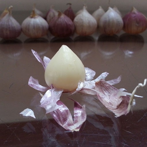 K -  Tỏi cô đơn Ninh Thuận