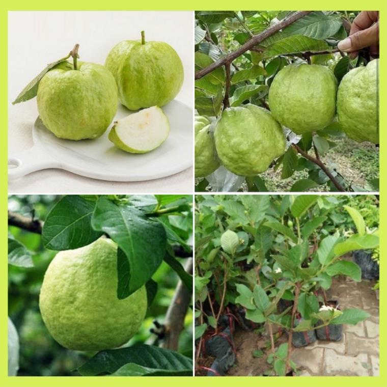 Cây giống ổi nữ hoàng-nữ hoàng của các giống ổi. cây giống thuần chủng F1