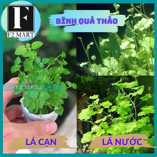 Bình quả thảo-cây thủy sinh cắt cắm