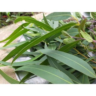 Lá xông khô giải cảm (gói 100gr)