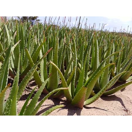 [Hoả tốc HCM] Chậu cây nha đam/ lô hội bẹ to khỏe - Alovera