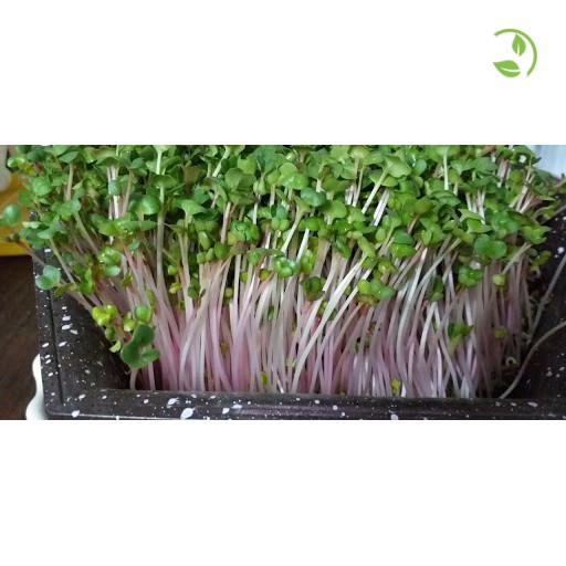 Hạt Giống Rau Mầm Củ Cải Đỏ Phú Nông - Gói 30g - 100g - Red Radish Sprouts