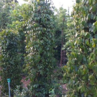 100gr bột tiêu đen xay