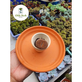 Sen mông -lipthops -thạch lan size 2 3cm