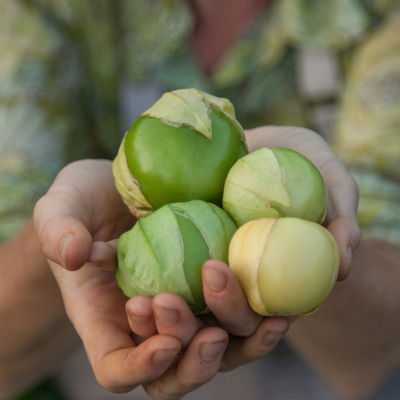 Hạt giống Thù Lù Xanh Khổng Lồ F1 (blue tomatillo) Nhập Mỹ nảy mầm 100%- 30 hạt (tầm bóp tây)