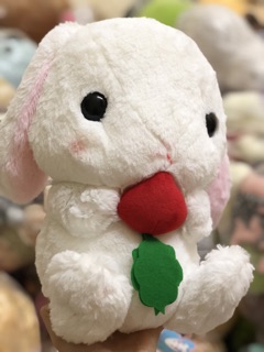 Thỏ cute đáng yêu (ảnh thật)