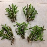 Combo chồn. Trúc. Hạc