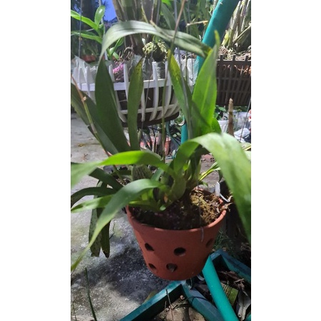 Hoa lan vũ nữ Sharry Baby nâu hoa thơm