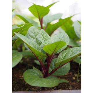Hạt giống mồng tơi đỏ gói 5gram