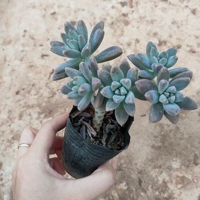 Sen đá Phale gốc thụ mini - Vườn Đà Lạt