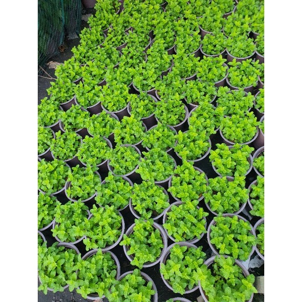 Chậu Húng lũi Vetablep9 100% rau sạch nhà trồng