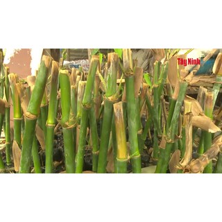 Cây Tre Khổng Lồ Thái Lan