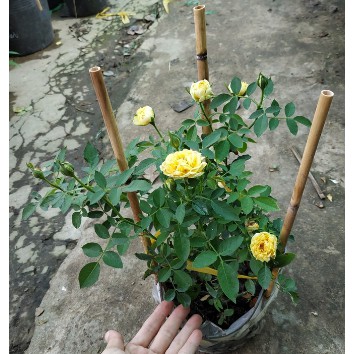hồng BỤI trứng vàng (tỉ muội vàng)