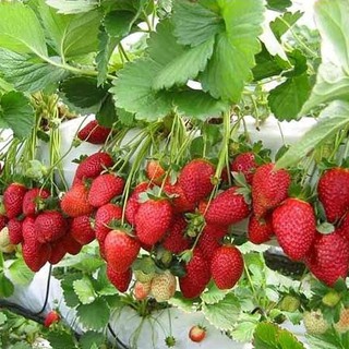 Hạt Giống Dâu Tây Đỏ