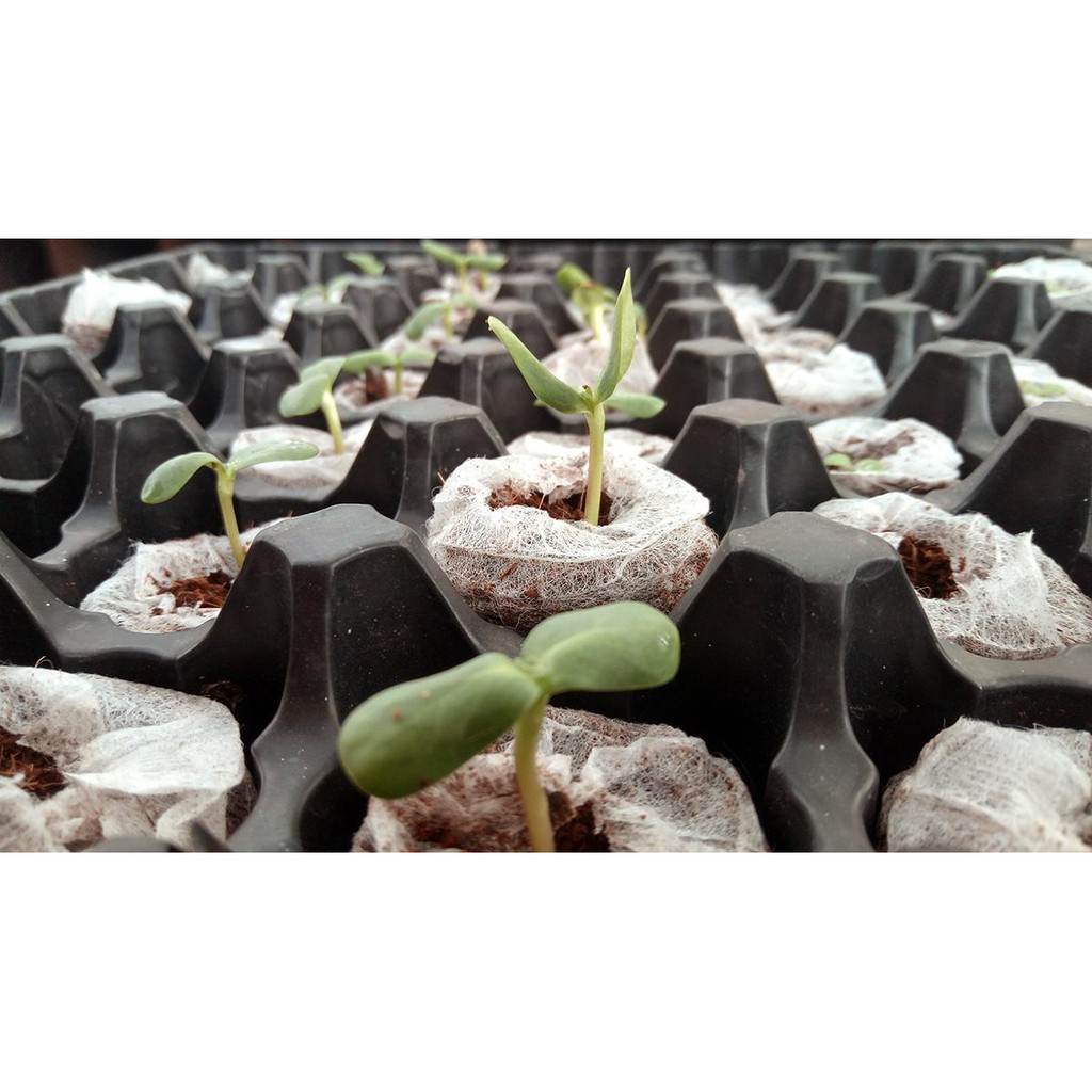 Com bo 10 viên, 20 viên, 50 viên nén mụn dừa ươm cây