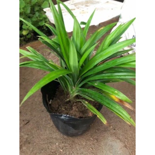 Cây lá nếp
