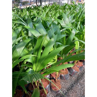 Dừa xiêm đỏ lùn 29k/1 cây