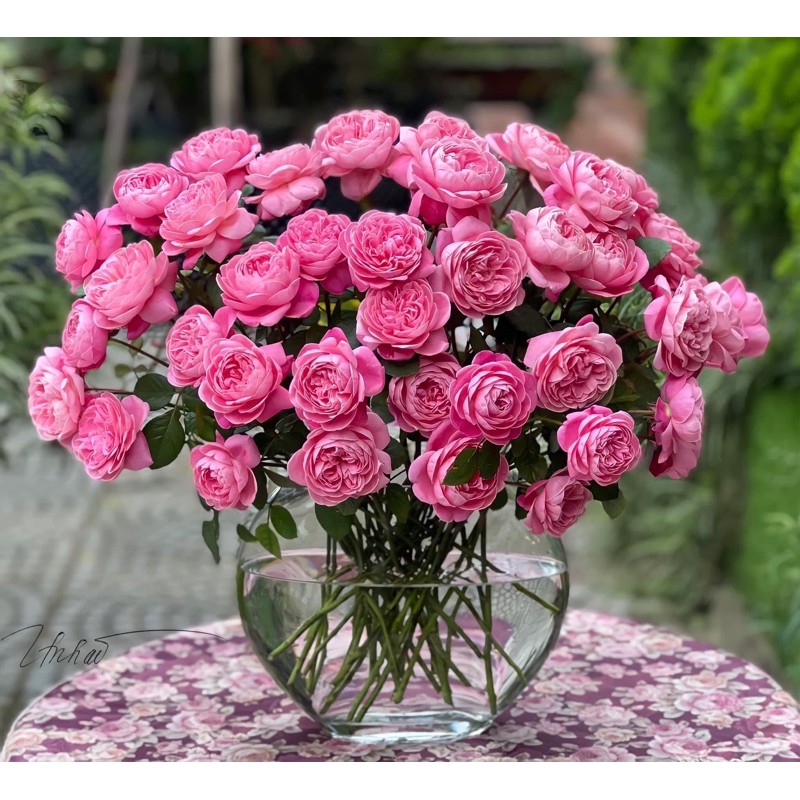 10 gốc hồng ngoại 10 màu