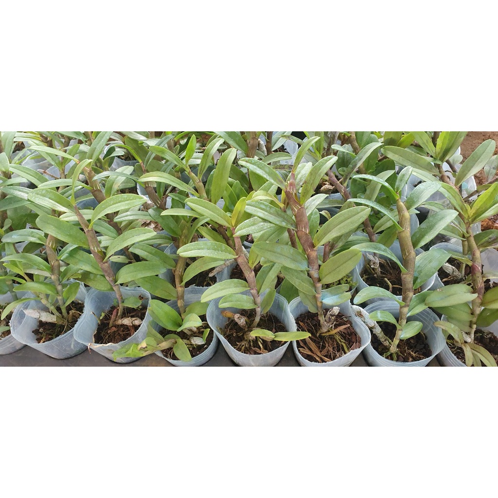 Giã hạc chớp mỹ x dilinh cánh viền