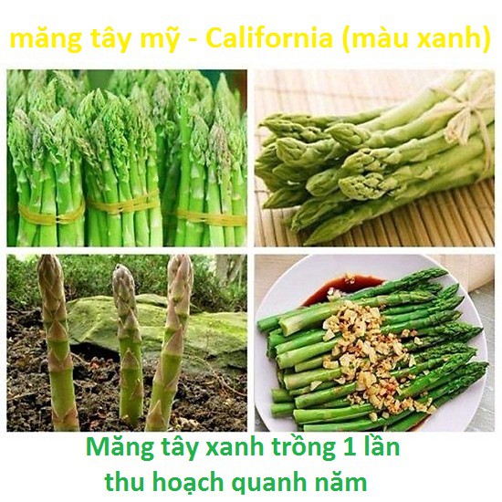 Hạt Giống Măng Tay Xanh/Tím - California (màu xanh) gói 0.5gr