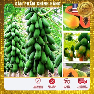 Gói 5 hạt giống đu đủ quả dài năng suất USA