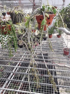 Lưới thép làm dàn lan