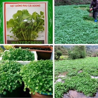 Bộ 2 gói Hạt giống rau xà lách xoong ( rau cải xoong )