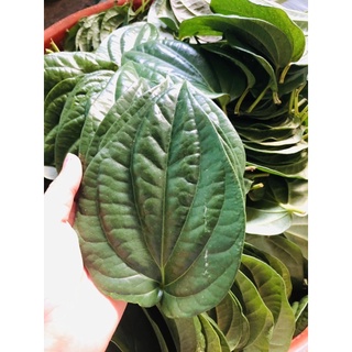 100gr Lá trầu không tươi