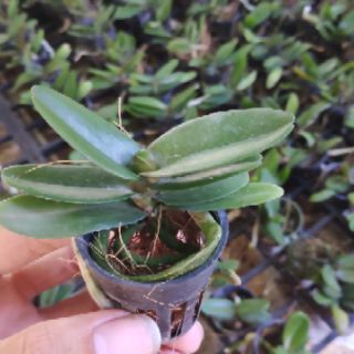 Ngọc điểm Thái - 4 cây 4 màu, cây lớn gấp đôi hình