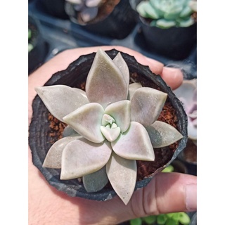 Sen đá đá ma size 4cm (dễ trồng, full nắng mưa)