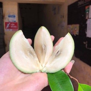 cây giống vú sữa lò rèn