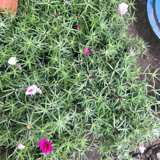 Combo 2 bịch 10h mĩ cánh đơn- 2 bịch 10h kép- 2 bịch hoa sam -140k