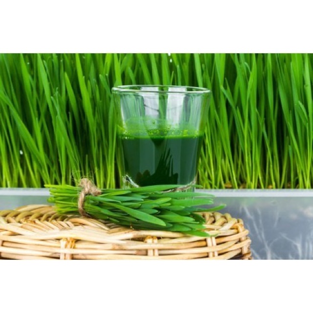 Hạt giống lúa mạch • wheatgrass •(tiểu mạch) tốt cho sức khoẻ.