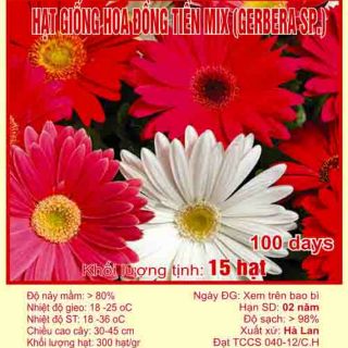 Hạt Giống Hoa Đồng Tiền Mix nhiều màu