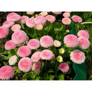 Hạt Giống Hoa Cúc Anh Mix Nhiều Màu (150 Hạt) - [MUA 3 TẶNG 1 CÙNG LOẠI]