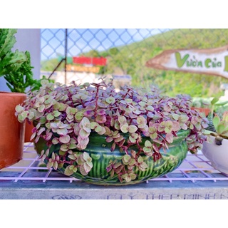 Cỏ hồng Pink Lady (Quý cô màu hồng)