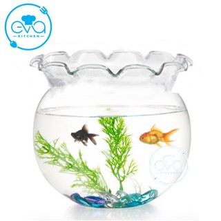 Hồ cá bể cá có miệng bèo thuỷ tinh b11 17 x 16 cm tặng kèm sỏi và rong trang trí