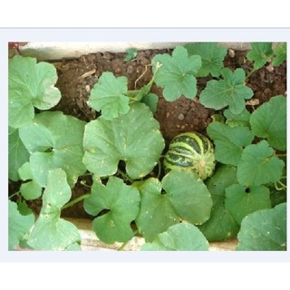 Hạt giống Dưa bở Cao sản 5gr 🍀