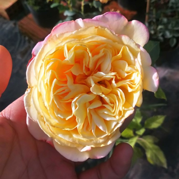 Cây giống hoa hồng ngoại Kordes Julibee, kích thước ( 45-60cm), hoa toa màu vàng, leo giàn khỏe, sản xuất Lafa Garden