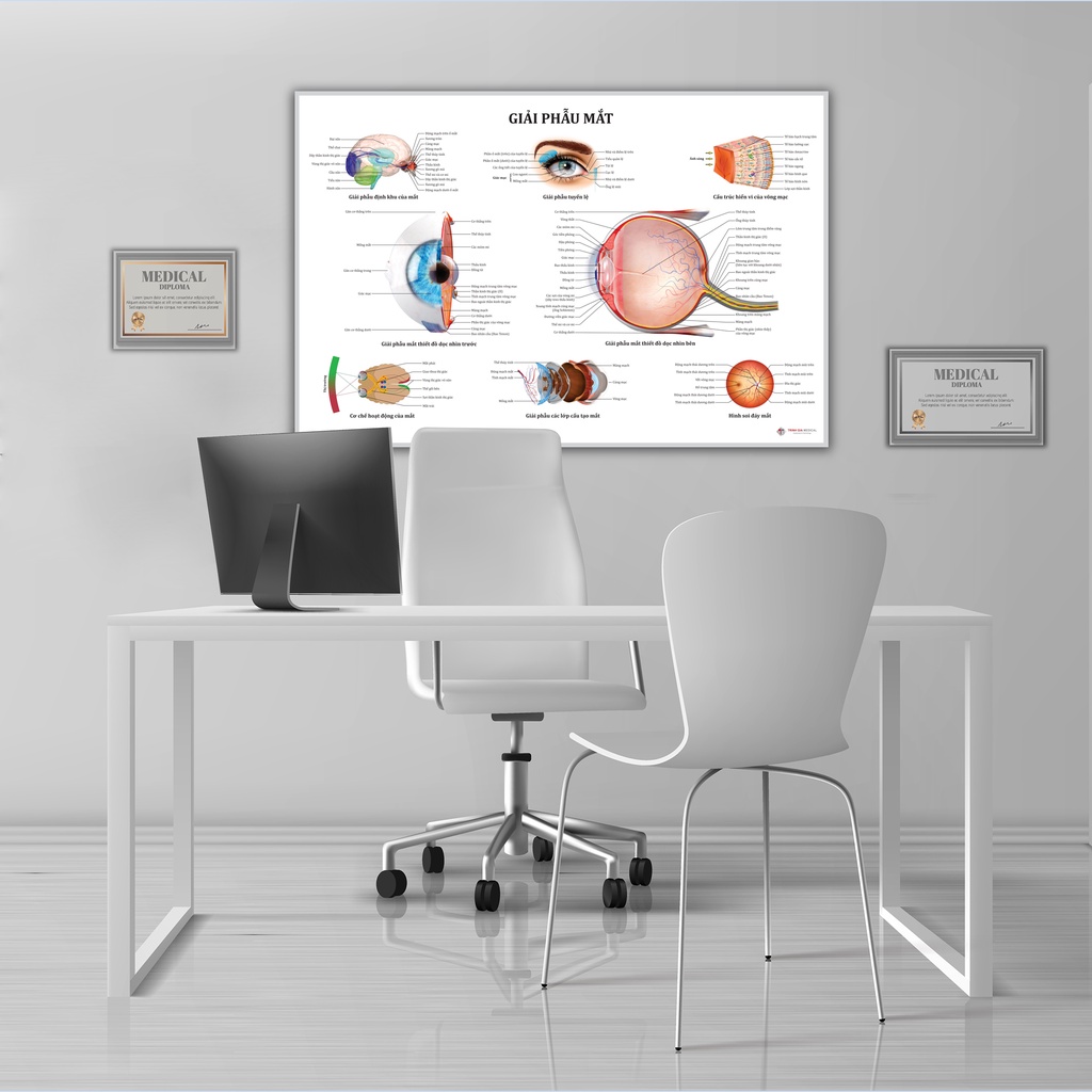Tranh giải phẫu Mắt - 50x75cm - Decal dán