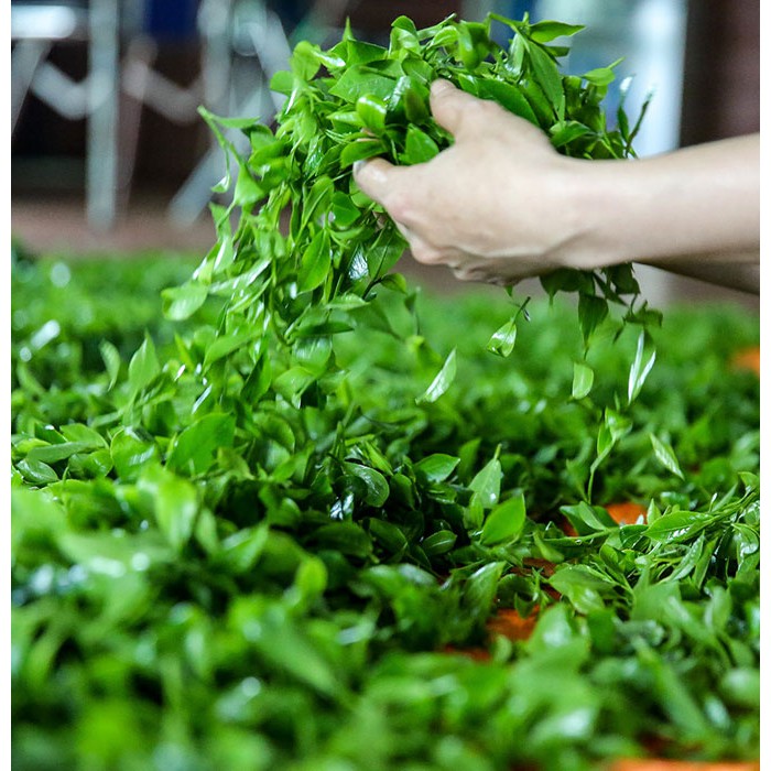 500g Trà Nõn Tôm Thái Nguyên (Đặc Sản Chè Tân Cương) Vị Đậm Đà