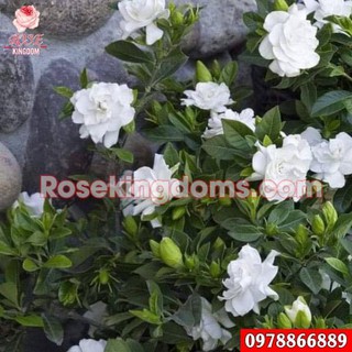 Bạch thiên hương