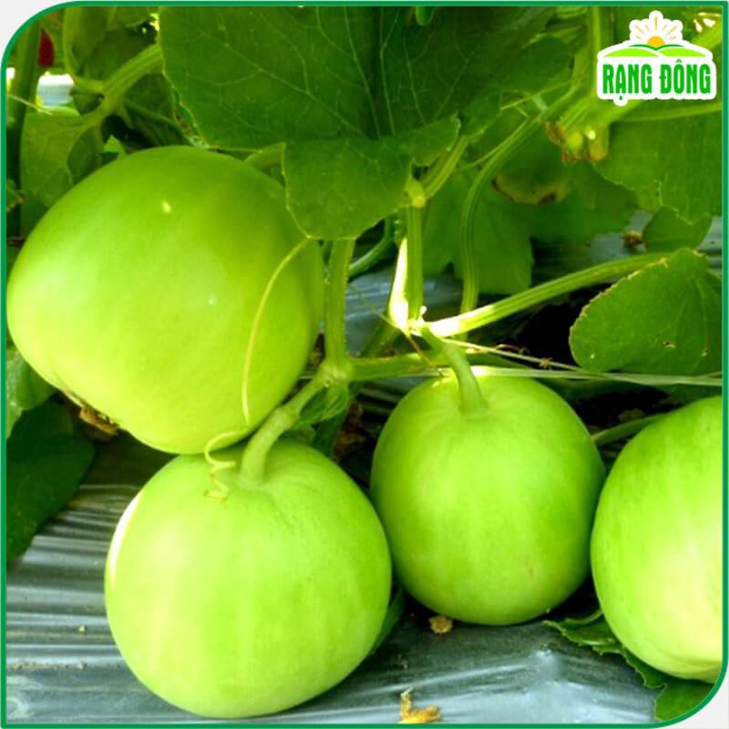 SIÊU TO TRÁI,TO CỦ, TẠO NGỌT,NẶNG CÂN