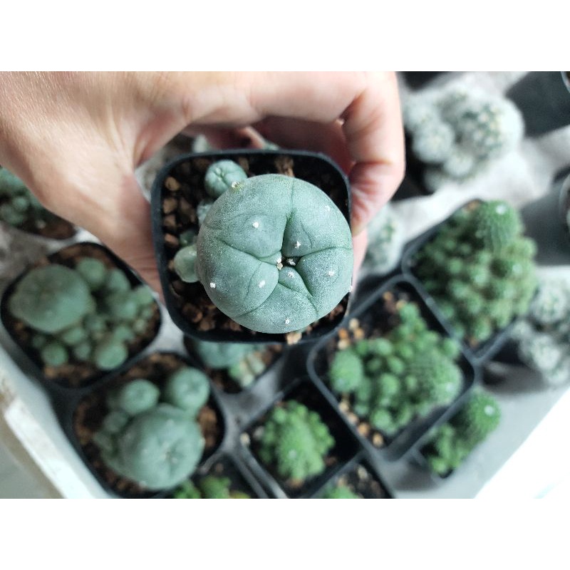 Xương rồng lopho bụi 5cm