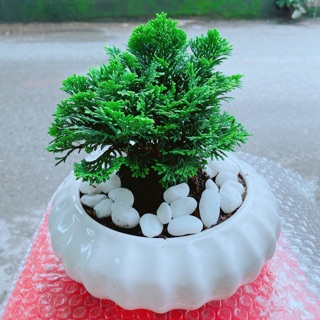 Chậu Tùng Trắc