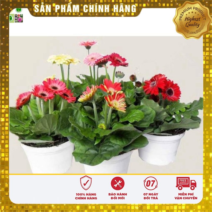 Hạt giống hoa Đồng Tiền Kép 10 Hạt [Bán Sỉ]