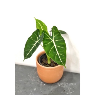 Môn Alocasia Frydek