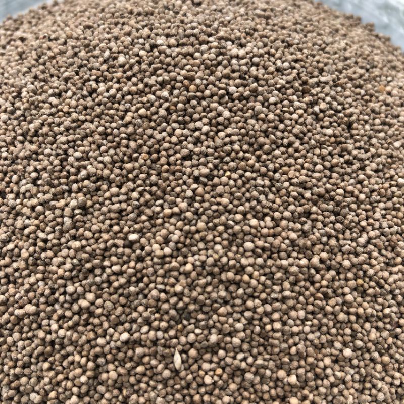 Hạt Giống Vừng Thơm Ngá Ngọc ( vừng Ngà hooc)