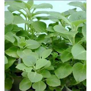 Hạt giống Rau Húng chanh hay tần dày lá -